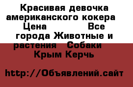 Красивая девочка американского кокера › Цена ­ 35 000 - Все города Животные и растения » Собаки   . Крым,Керчь